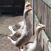 Foto: Gänse